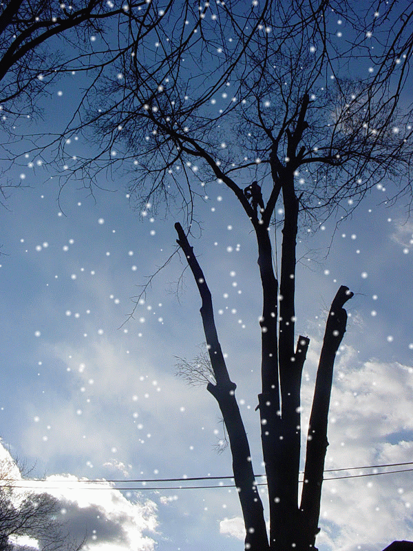 Tree Service - Tree Removal- Tree Trimming - Tree storm Damage - Winter Tree Service